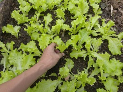 6 Spring-Ready Crops That Establish Quickly