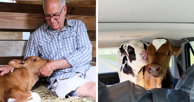 Calf Hits The Jackpot When A Vermont Farmer Spared Him, But His Rescue Turned Into 600 Miles Of Pure Chaos