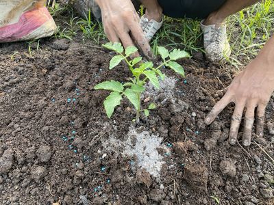 The Fertilizer Burn Risk for Newly Planted Crops