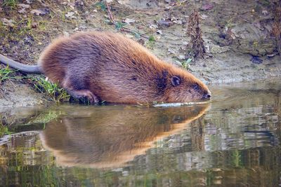 HOA in Georgia wants to trap and kill beavers but residents are fiercely opposed