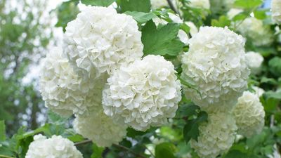 The compact shrub is secretly replacing hydrangeas for better fragrance and easier care (I think it’s a winner)