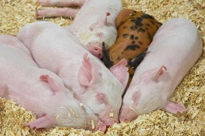 Hogs Retreating Lower on Monday