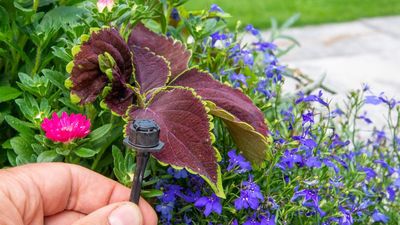 This Drip Irrigation Set Saves Water, Runs on Solar Power, and Makes Plant Watering Completely Hands-Free