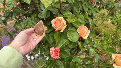 This cheap garden hack will help your roses grow — and all you need is a few old tea bags