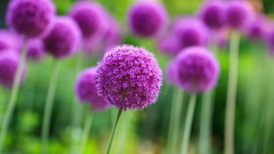 What to Do with Alliums in May – To Guarantee Healthy Growth and Spectacular Flowers for Years to Come