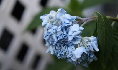 Drooping hydrangeas? Try these 5 tricks to perk them up fast