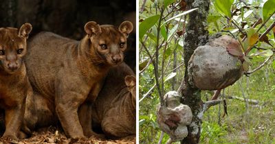 “Nature Is Weird”: 42 Interesting Pics And Facts About Mother Nature