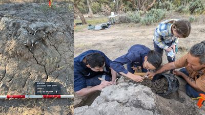950-year-old burial of a pet dingo reveals unique archaeological evidence of humans ritually 'feeding' a grave