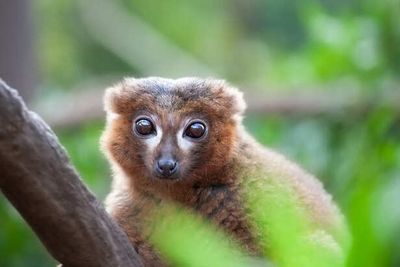 5 Animals That May Disappear Sooner Than You Think