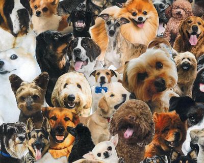 ‘She compared her dachshund to my newborn baby’: should you be able to take your dog everywhere?