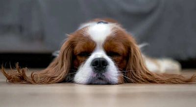 Why Dogs Sleep Facing the Door Hidden Survival Reason