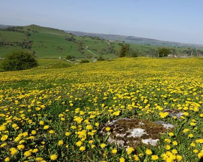Country diary: A truly golden spring for buttercups and dandelions