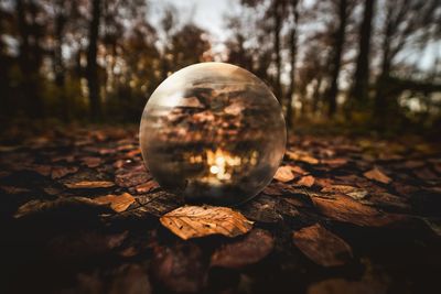 Second UFO Sphere Recovered Deep in Jungle After Elderly Couple Sighting