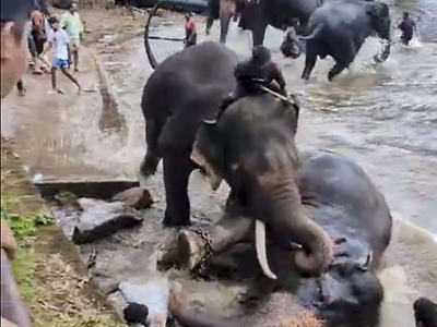 Dubare elephant attack: Video filmed moments before tragedy surfaces; Karnataka bans tourist interaction with elephants