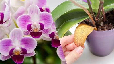 Why are my orchid leaves turning yellow? Here’s how to fix it
