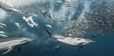 Fish can pass Pfas safety limits one chemical at a time, but cocktail effects reveal a bigger unseen risk – new study