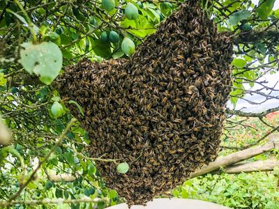 Country diary: A solid ball of bees, right in front of me – what a stroke of luck