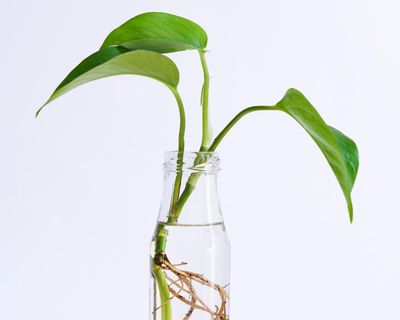 Houseplant hacks: can a potato help cuttings to grow?