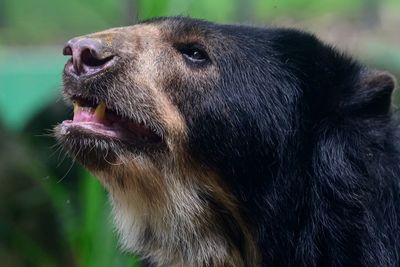 Japanese study reveals simple way to survive a deadly bear attack