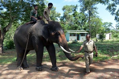 Tourist killed by rampaging elephants at Indian wildlife camp
