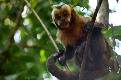 New report reveals sharp rise in online sale of primates on social media in US