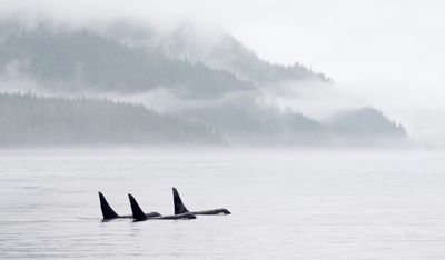 Orcas could be casualty in Carney’s push for pipeline, environmental groups fear