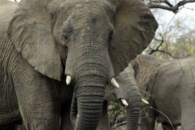 Zoo taken to court over claims three South African elephants are depressed