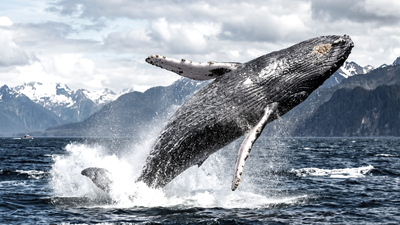 Timmy the whale drama intensifies as scientists warn carcass now an explosive hazard, public must stay away or risk injury