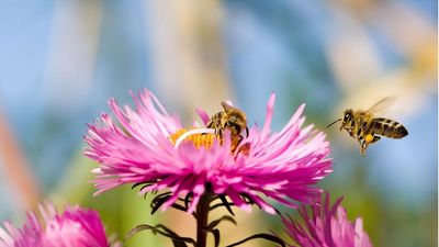 3 Secret Jobs Bees Are Doing in Your Garden That Most People Never Notice – It's So Much More Than Pollination