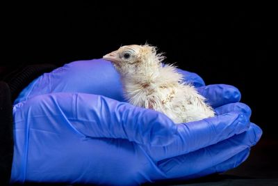 Live chicks hatched from 3D printed eggshell in breakthrough by de-extinction company