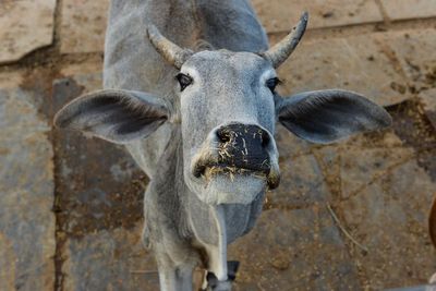 Beef disappears from menus as Modi’s Hindu nationalist party brings rapid changes in Indian state