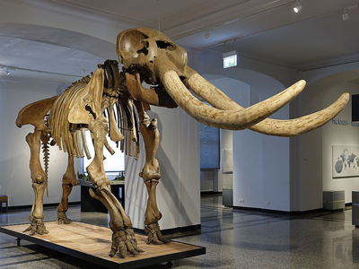 In 1798, farm workers digging mud in New York accidentally pulled out the bones of an Ice Age giant that no one had ever seen before