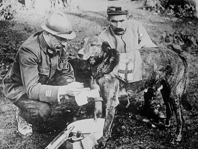 During World War I, specially trained 'mercy dogs' rescued wounded soldiers and delivered medical supplies on battlefields too deadly for human medics