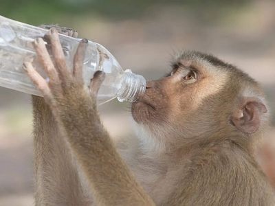 Why macaques and humans start copying each other in shared spaces