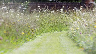 The ‘Lazy Lawn’ Method Designers Are Quietly Embracing For a Softer Look and Less Fuss