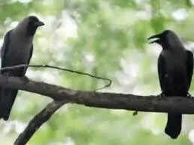 Hearing crows in your garden during the day? Here’s what it may mean and why it could be a good sign