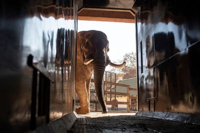 Animal welfare groups say three South African zoo elephants are depressed