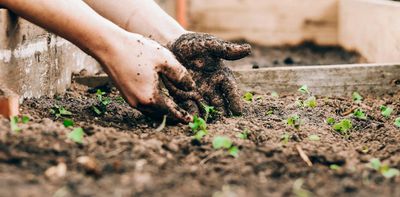 Urban gardens may contain lead — here’s what the research says about the hidden health risk