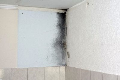 The Invisible Mold Problem: Why Your Insurer Won’t Cover Your Claim