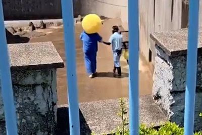 Watch: Tourist in emoji costume enters Punch the monkey’s enclosure