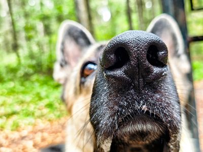AI Smart Locks Are Getting Better at Pet Recognition