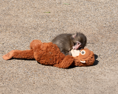 Is Punch the Monkey in Danger? Crypto Influencers Arrested in Japan After Storming Enclosure of Viral Japanese Macaque