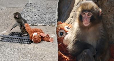 Internet Outraged After Two Americans Enter Viral Baby Monkey Punch’s Enclosure at Japanese Zoo