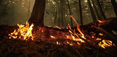 After the flames, wildfires pollute drinking water for years
