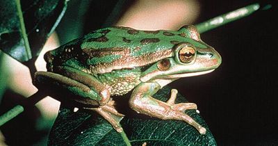 Frog population given leg up with funding for deadly fungus testing