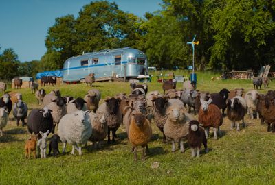 An urgent message in sheep's clothing