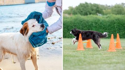 55 weird-as-hell things for your dog that are utterly brilliant
