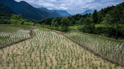 Global warming is accelerating 5,000 times faster than rice can evolve