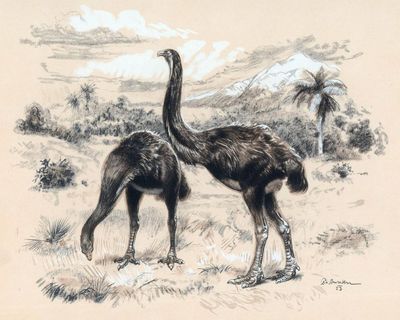 Artificial eggshell comes first in attempt to revive giant flightless moa