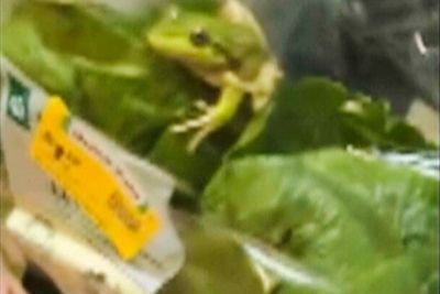 Housemates release live frog inside salad bag and play Crazy Frog in tribute